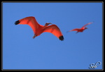 Ibis rouges