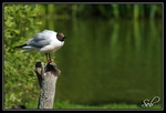 Mouette d'attaque