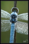Libellule Bleue : Mécanique des ailes