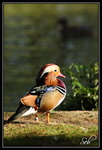 Canard Mandarin