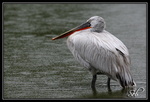 Pélican Frisé (regard perdu)