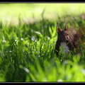 Cache cache (Écureuil roux)