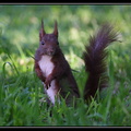 Timide (Écureuil roux)