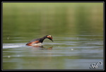 Plongeon (Grèbe à cou noir)