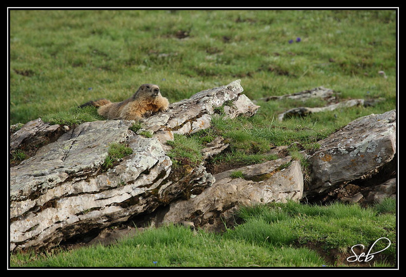 Sniper (marmotte)