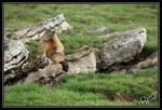 Relax la main sur le genoux (marmotte)