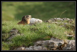 feindre l'indifférence (marmotte)