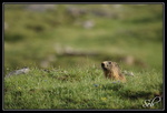 Je te vois (marmotte)