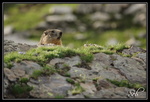 Je joue à cache cache (marmotte)