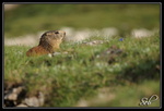 Pas encore très rassurée (marmotte)