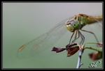 Je crois qu'elle me regarde (Sympetrum)