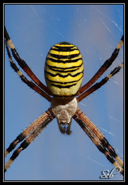 Argiope