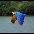 Détail du plumage (Ara bleu)