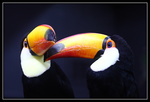 Toucan Toco