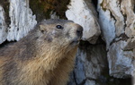 Marmotte