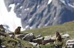 Marmotte