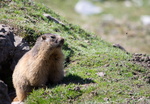 Marmotte